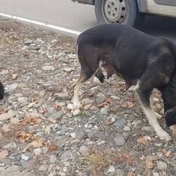Die Straßenhunde auf dem Land haben ein sichtbar schlechteres Los
