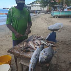 Man achte auf die Zähne des Baracudas!