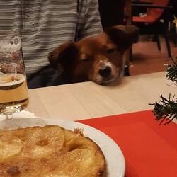 Das aaaarme Tier...