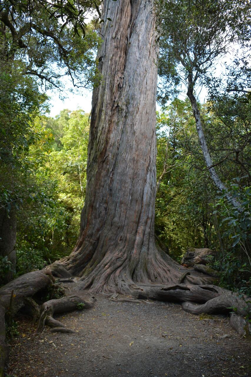 Totara