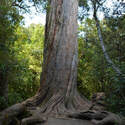 Totara