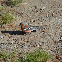 Chaffinch