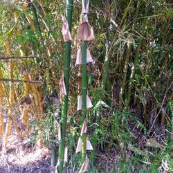 Bamboo. The peeled bark looked like giant moths.