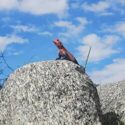 King of the Serengeti