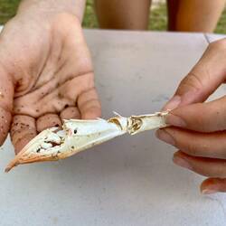 Teile von Mister Krabs haben wir auch gefunden