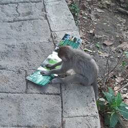 Vorsicht vor den Affen!