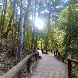 Regenwald an der Central Station