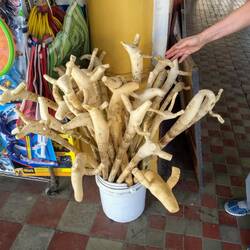 Talpa burro walking sticks