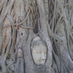 Sandstone Buddha in tree roots.