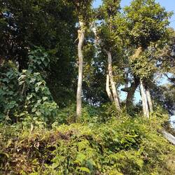 Man beachte die Affen im Baum