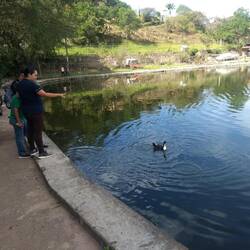 Mexican ducks like tortillas
