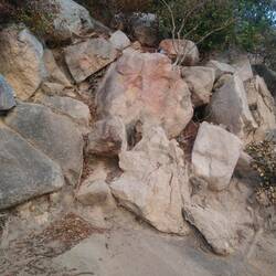 Wallabies at Geoffrey Bay