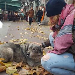 Ein weiterer freundlicher Hund in Tiflis