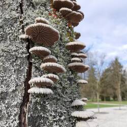 Ickle tree mushies