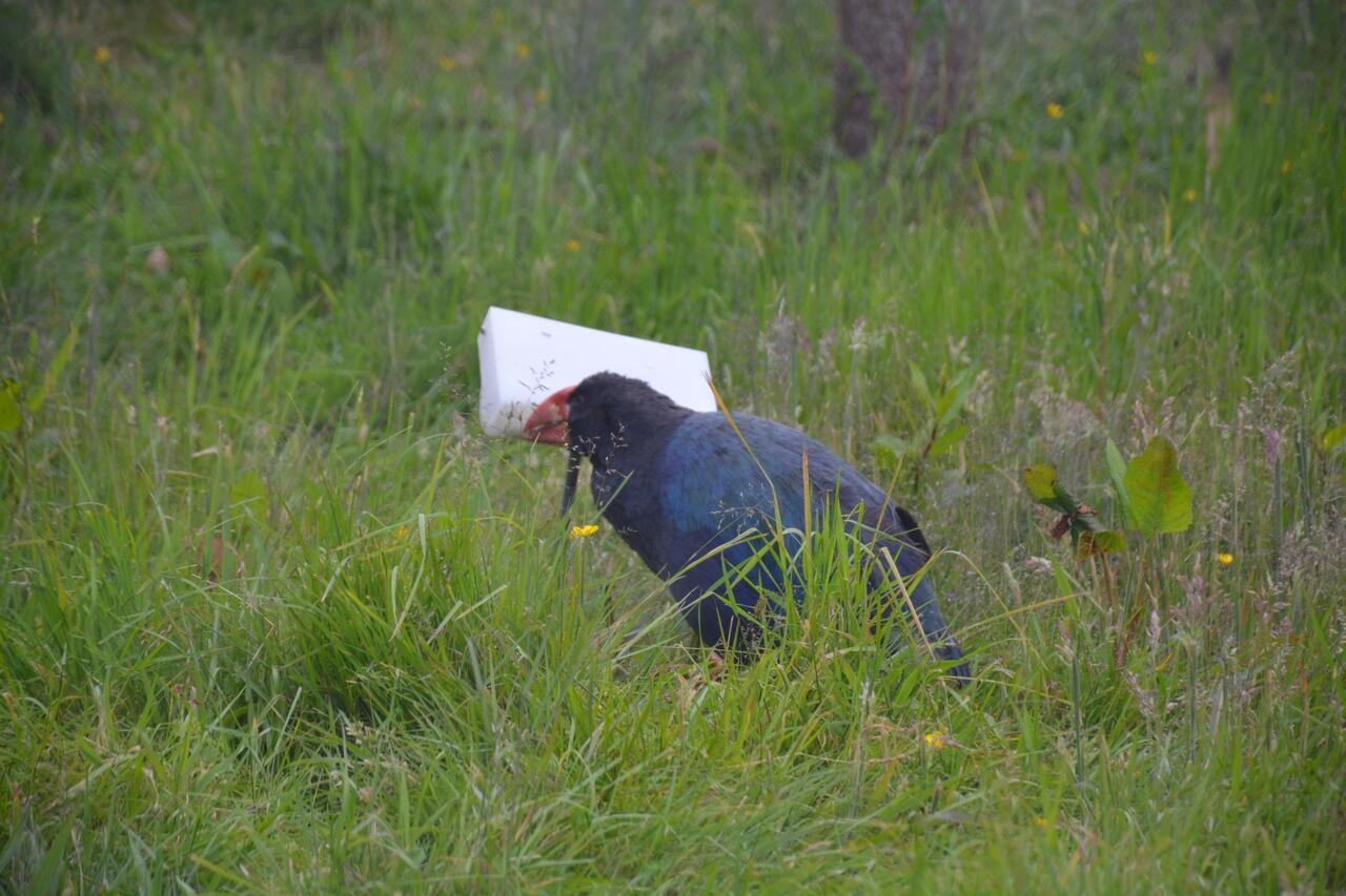 Takahē