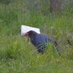 Takahē