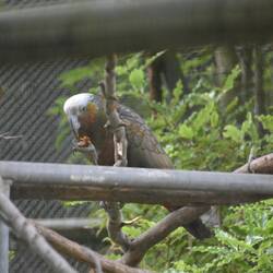 Kākā