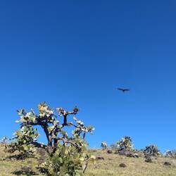 The vultures seeking fresh blood?