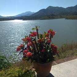 Christmas cactus and the lake