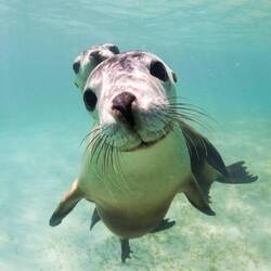 *copy right sealion charter