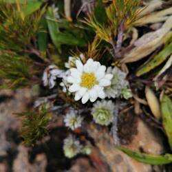 Ist das nun ein Edelweiss?
