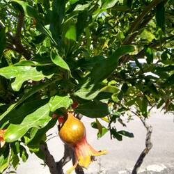 Pomegranate