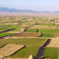 Saffron fields interspersed with harvesting huts