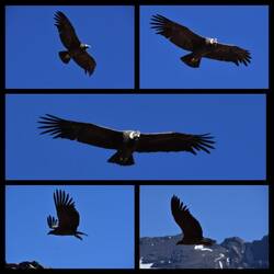 Kondor mit zwei Jungen