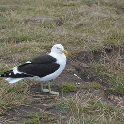 Mantelmöwe - Black-Backed Gull