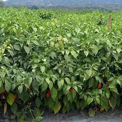 Chilli peppers