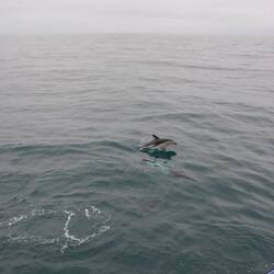 Schwarzdelfin - Dusky Dolphin