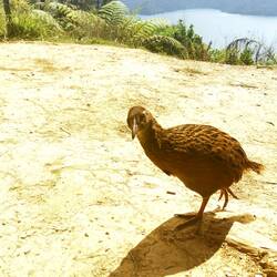 Das ist ein Weka