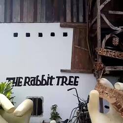 Mein erstes und letztes Video vom Rabbit Tree 😅 (mit Live-Aufnahme meiner Kopfnuss)