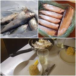 Der frische Fisch, den uns die Fischer geschenkt haben