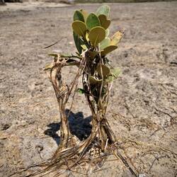 Mini-Mangrove
