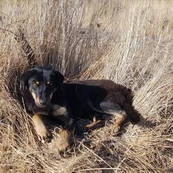 Hündin Mia war unsere Freundin und Bewacherin für die Nacht
