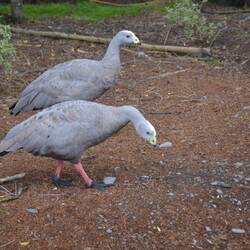 Cape Barren Geese - Hühnergans