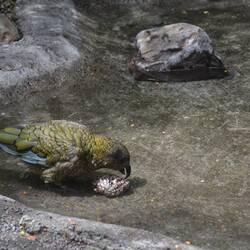 Kea - Bergpapagei