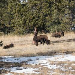 At least with my long lens, I can tell that the big brown blobs really are bison — Golden, CO.