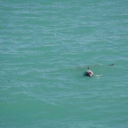 Hector Dolphin