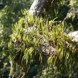 schöne Orchideen am Baum..