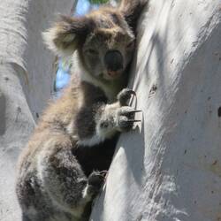 Koala bei der Grey River Road