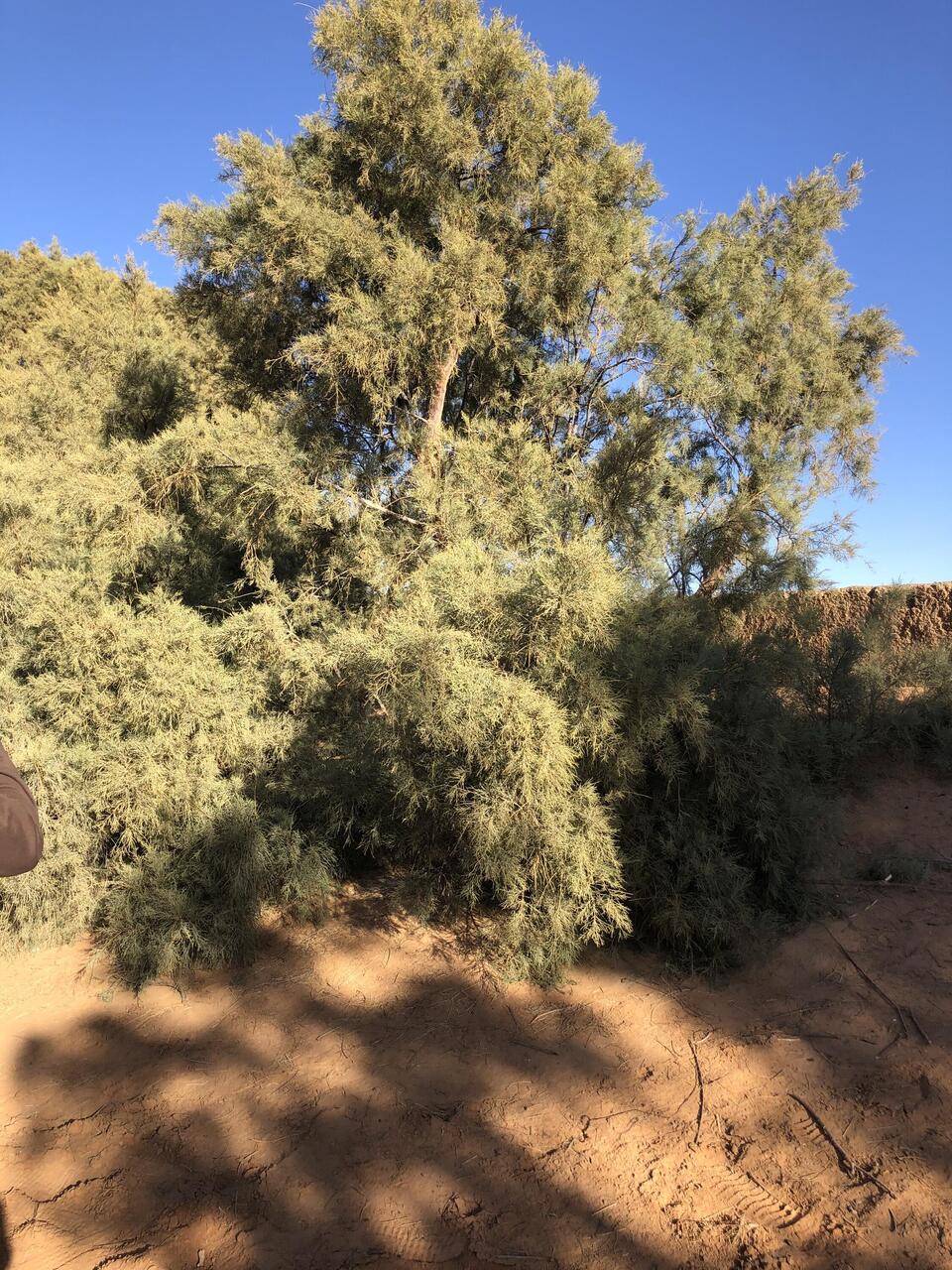 Tamarisk Tree
