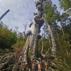 Interessanter Baum