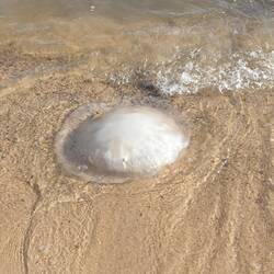 Une très grosse méduse... échouée