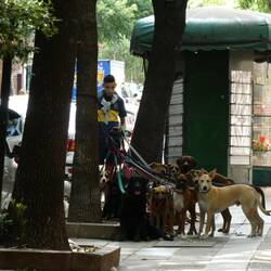 Kein seltenes Bild in Buenos Aires: Ein Dogsitter führt die Vierbeiner für einen Spaziergang aus