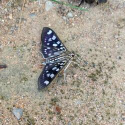 Diesen hübschen habe ich auf dem Abstieg gesehen 🦋