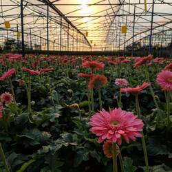 Auf der Blumenfarm...