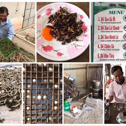 Auf der Grillenfarn (mit Grillen, Seidenwürmern und Schnaps)