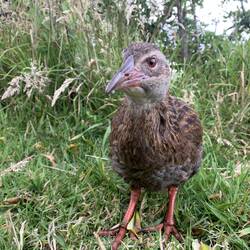 Weka Wildhuhn